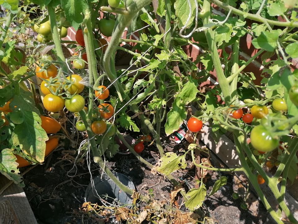 Reife und unreife Tomaten am Strauch